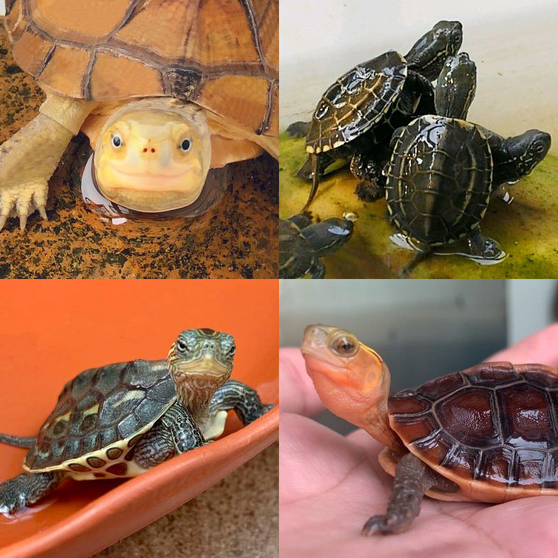 宠尚天中华草龟专用粮龟食小乌龟龟粮墨龟通用食物巴西龟非饲料,淘宝优惠券,粉丝福利购,淘宝优惠卷