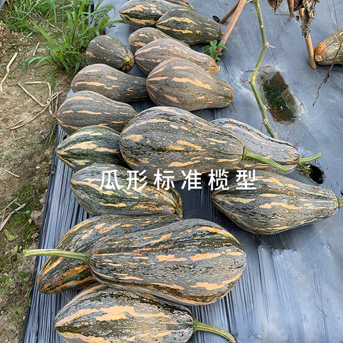 广东香芋南瓜种子正宗芋头甜南瓜种孑籽早熟春秋浓香南爪种籽蔬菜