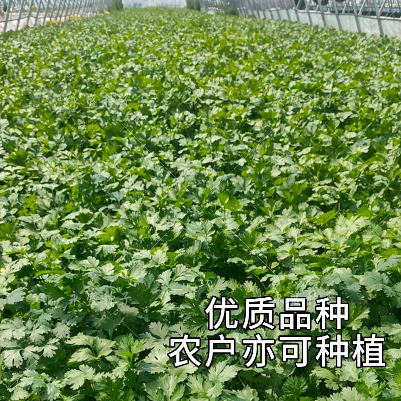 四季香菜籽种耐热高产大叶留香芫荽种籽大田阳台盆栽蔬菜种孑种子 - 图2