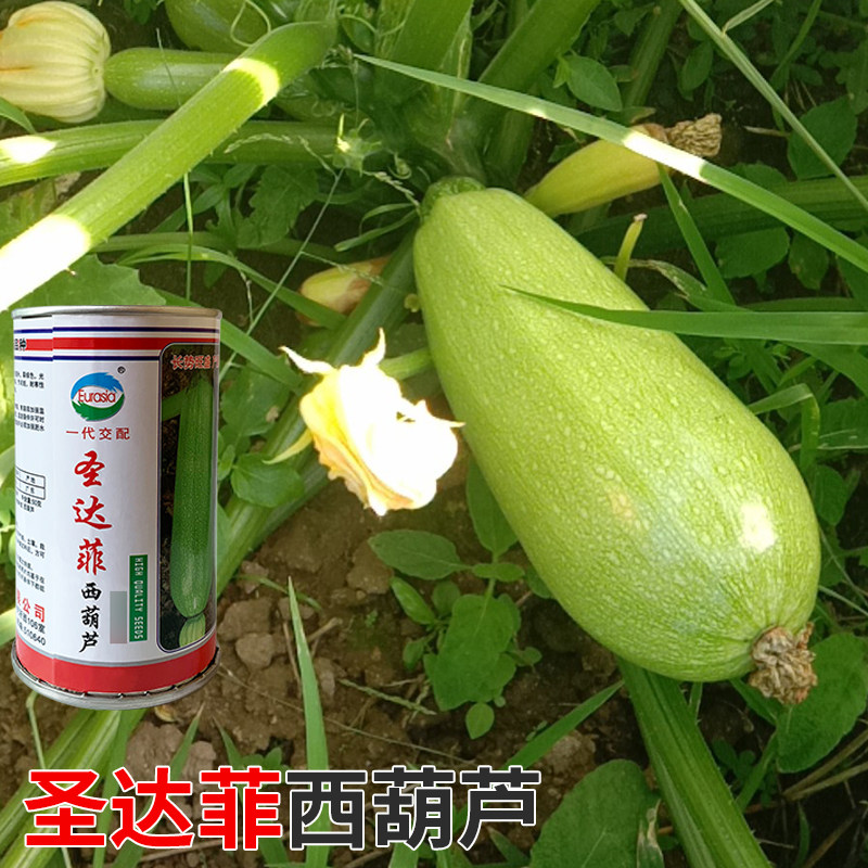 西葫芦种四季绿皮西葫芦种孑菜葫芦籽耐寒抗病春秋季种子瓜种籽子,淘宝优惠券,粉丝福利购,淘宝优惠卷