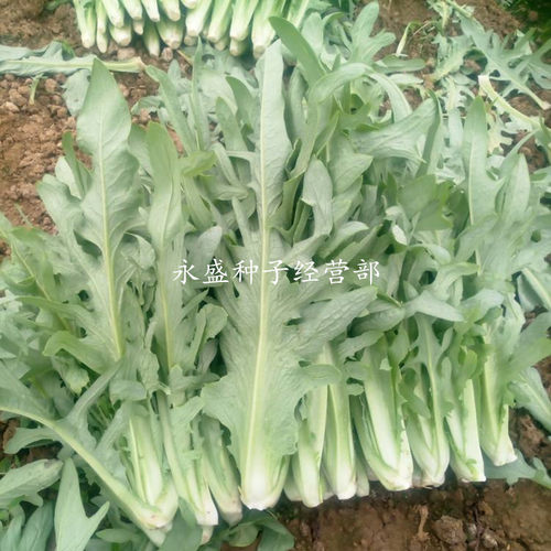 花芽唛菜种子 深圳博白唛春湾唛菜种子苦麦菜种籽 苦荬菜苦麥菜 - 图1
