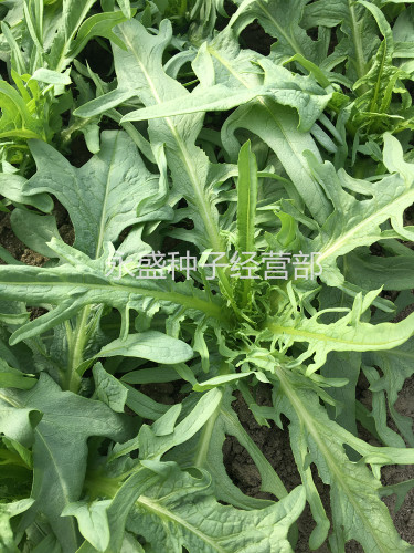 花芽唛菜种子 深圳博白唛春湾唛菜种子苦麦菜种籽 苦荬菜苦麥菜 - 图2