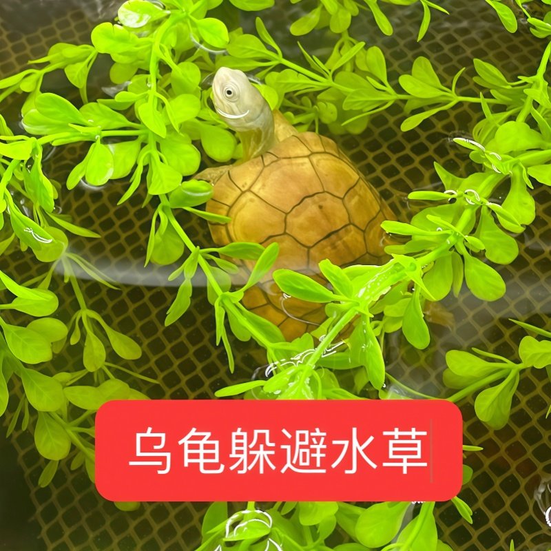 乌龟躲避仿真水草鱼缸龟缸造景装饰乌龟水草防溺水躲避用假草植物,淘宝优惠券,粉丝福利购,淘宝优惠卷