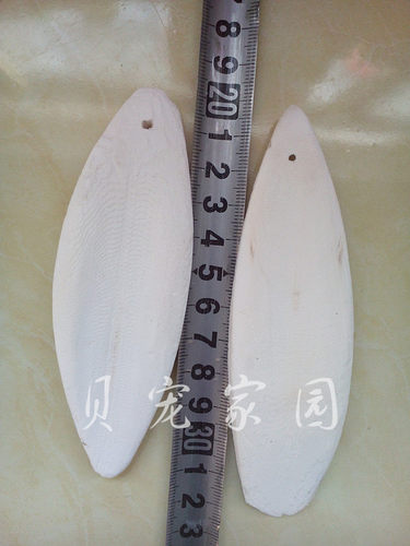 打磨消毒鸟用墨鱼骨/海螵蛸/虎皮鹦鹉墨鱼骨/龟松鼠补钙用品 - 图1