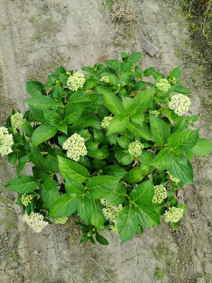 (木子家的花园)包邮大花绣球八仙花有松三河千鸟盆栽庭院绿植花卉-图1