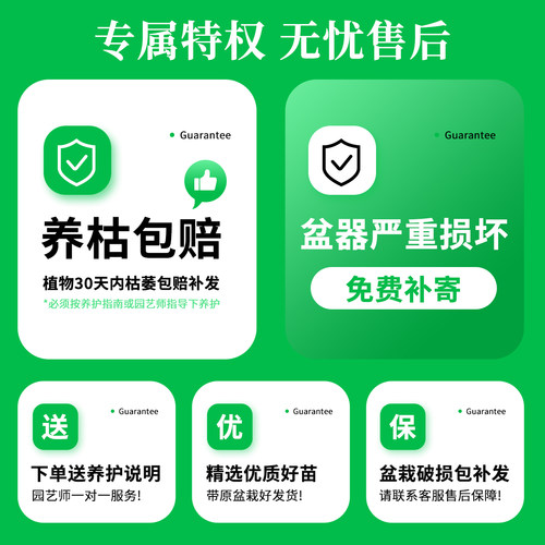 九里香盆栽植物室内阳台办公室造型桌面盆景绿植花卉七里香好养 - 图2