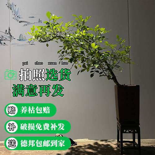 九里香盆栽植物室内阳台办公室造型桌面盆景绿植花卉七里香好养 - 图0