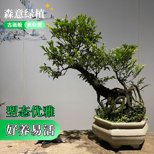 小叶紫檀盆景老桩室内绿植大型植物客厅黑骨茶稀有盆栽办公桌阳台 - 图0