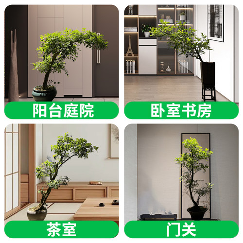 九里香盆栽植物室内阳台办公室造型桌面盆景绿植花卉七里香好养 - 图3