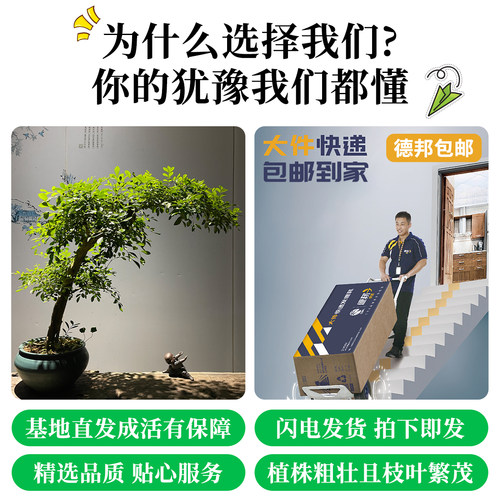 九里香盆栽植物室内阳台办公室造型桌面盆景绿植花卉七里香好养 - 图1