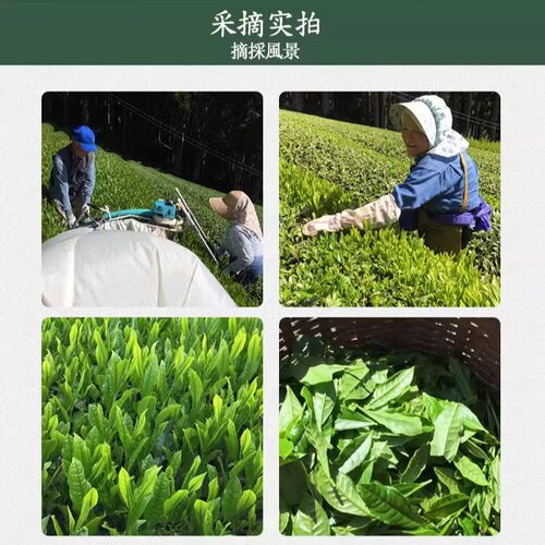 【新茶】日式煎茶飞鸟静冈蒸青绿茶70克茶道品质袋装可冷泡可热泡 - 图1