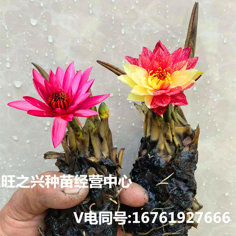 睡莲根块水培植物四季碗莲荷花苗带花苞水生花卉盆栽种植当年开花-图1