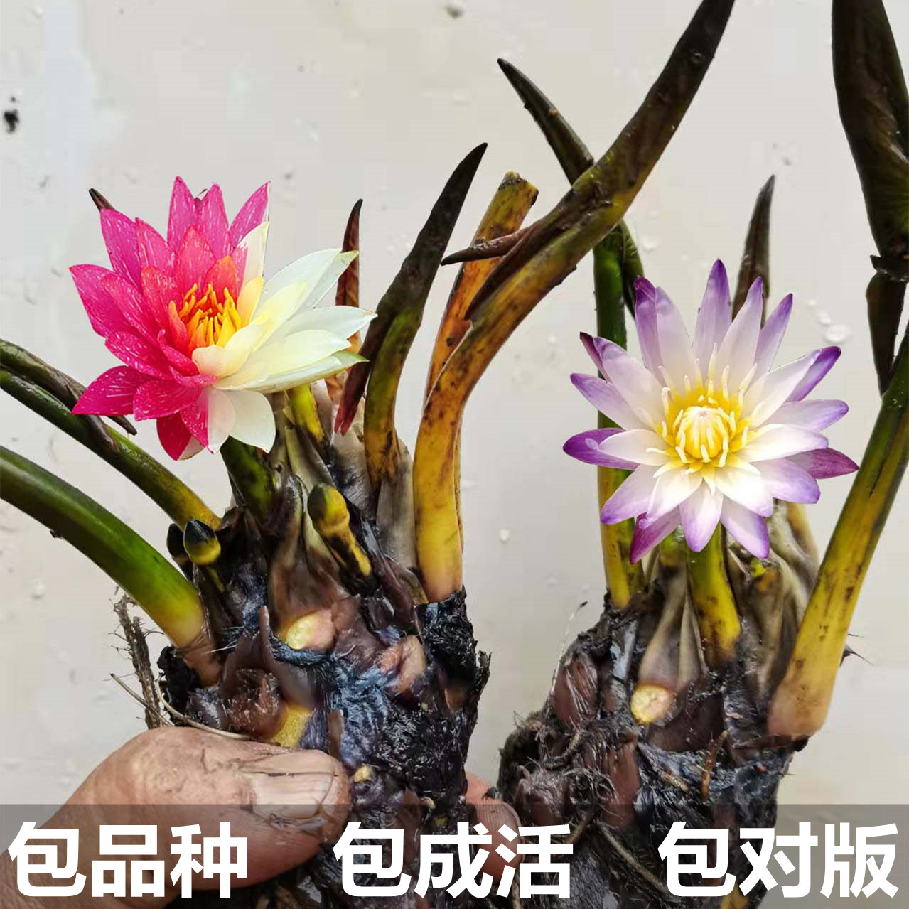 睡莲根块水培植物四季碗莲荷花苗带花苞水生花卉盆栽种植当年开花-图3