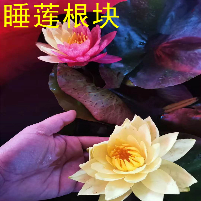 睡莲根块水培植物四季碗莲荷花苗带花苞水生花卉盆栽种植当年开花-图2