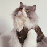 Шерстяной демисезонный удерживающий тепло жилет, пиджак классического кроя без рукавов, бюстгальтер-топ