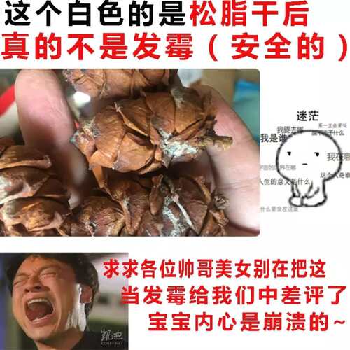 松树塔2斤1000克马尾松松塔克包邮 - 图1