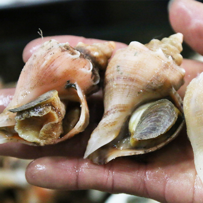 鲜活水产贝类生猛鲜活海鲜小海螺正宗大连红螺钢螺 500G-图0