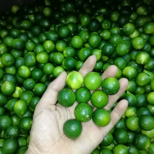Hainan Fresh Orange Green Kumquat маленькая лимонная кислота Kumquat Tea Fruit Coconut Chicken Hot Pot Sauce