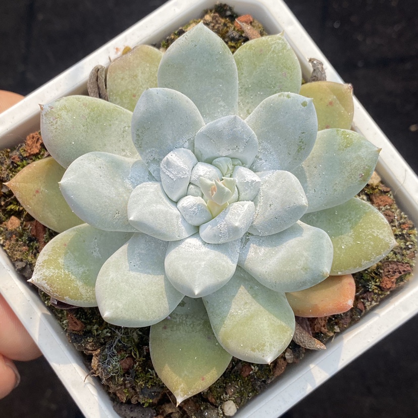 苹果叶杂拇指仙女杯多肉植物 一物一拍 阳光雨露多肉 - 图1