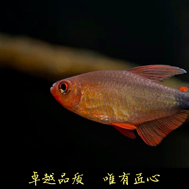 鱼禅水族恶魔凯蒂高端灯鱼宝狮灯南美草缸集邮小型热带观赏鱼 - 图0