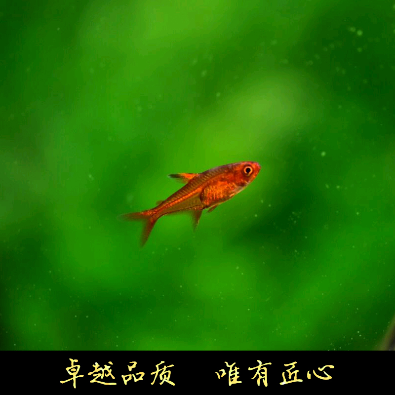 鱼禅水族喷火灯鱼红色小型热带观赏鱼草缸群游火焰灯鱼活体好养活 - 图0