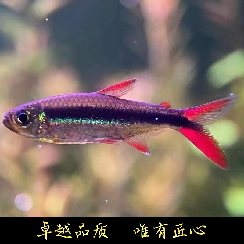 鱼禅水族赤焰绿翡翠群游红尾炽焰稀有高阶企鹅灯热带观赏活体淡水 - 图0