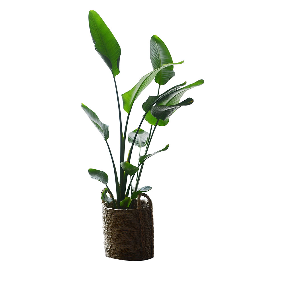 PHYSIS尼古拉天堂鸟鹤望兰室内高档观叶室内盆栽美观好养净化空气,淘宝优惠券,粉丝福利购,淘宝优惠卷