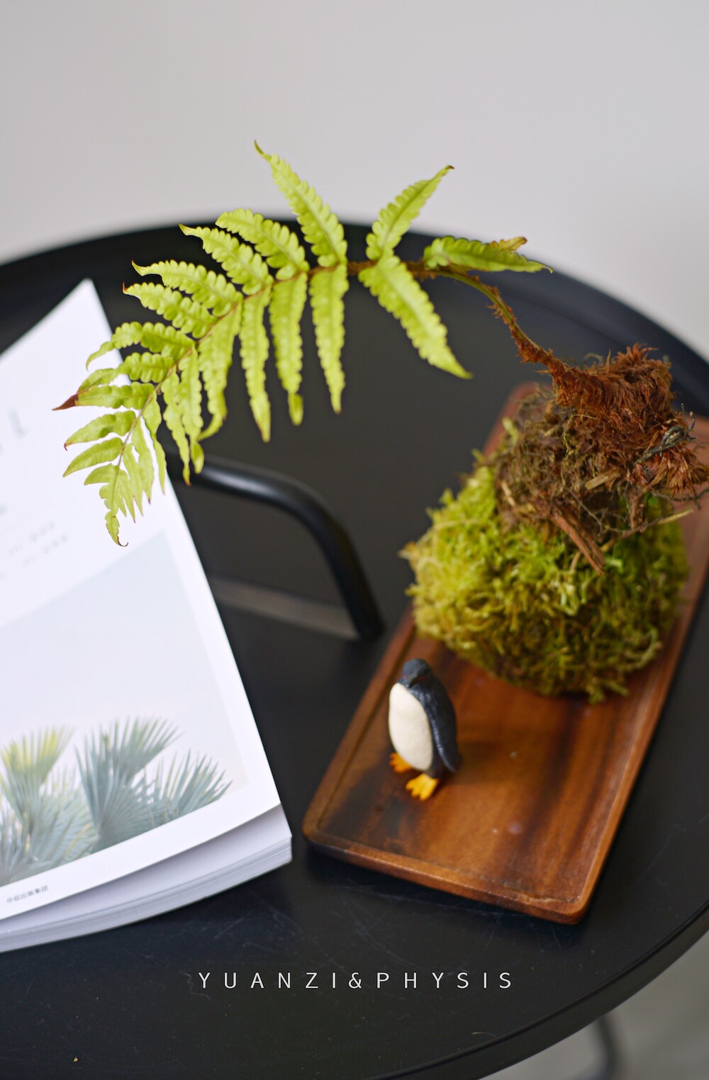 Physis苔玉球室内好养绿植榆树提根姬月季块根蕨幸福树