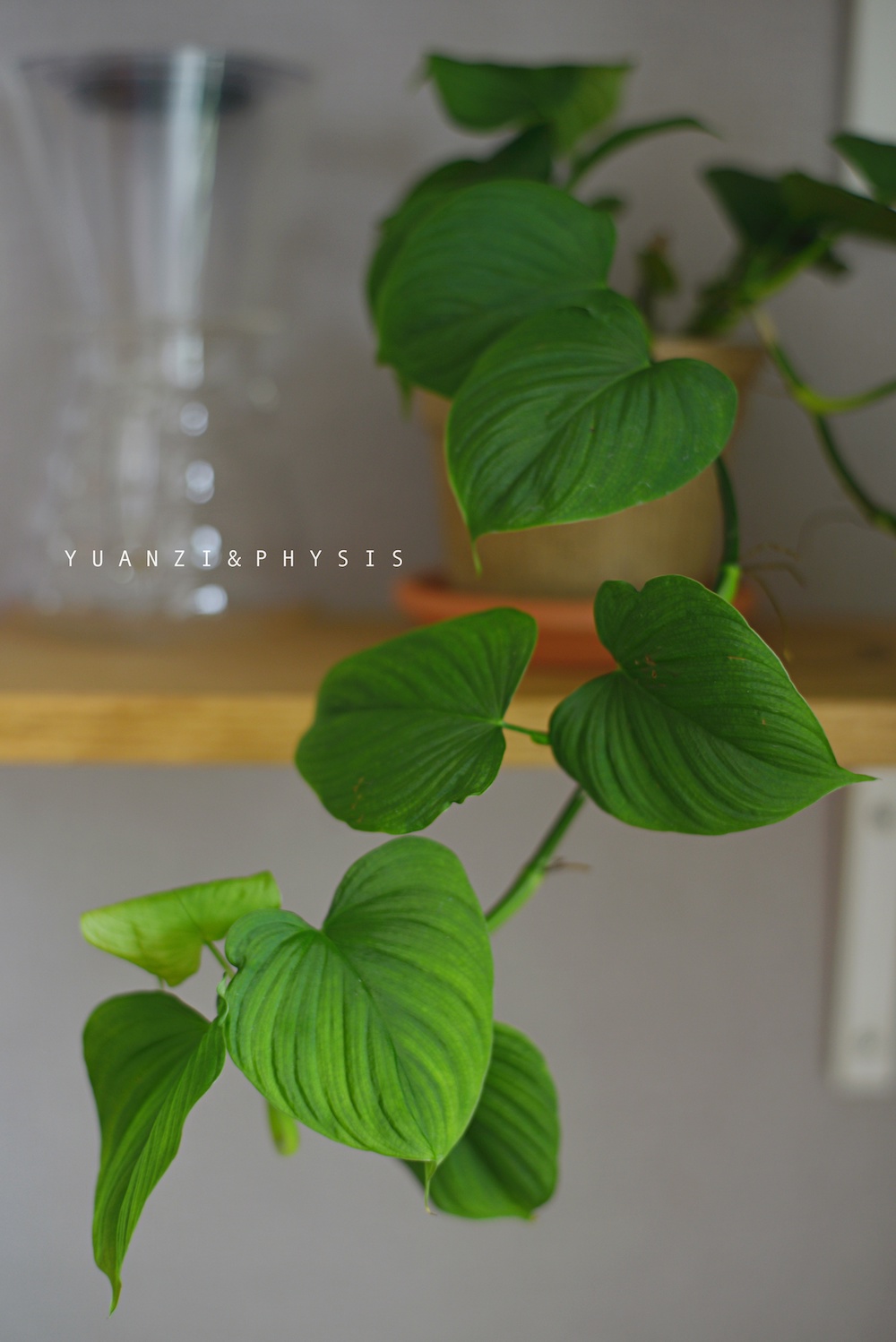 PHYSIS绿色心脏」秘鲁蔓绿绒室内超耐阴盆栽净化空气美观垂藤-图2