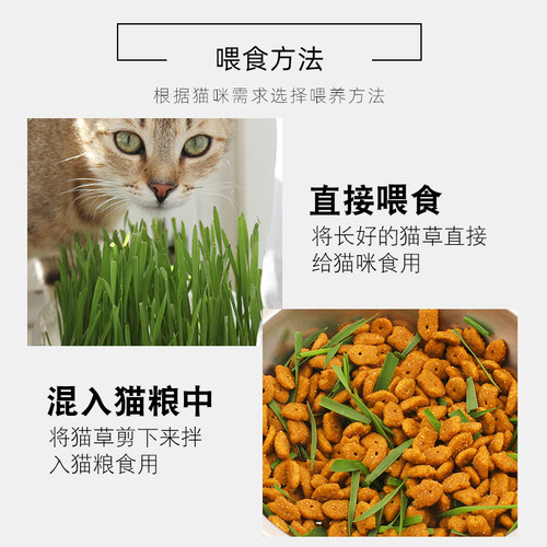 猫草种籽猫吃的化毛草猫薄荷种植套装盆营养猫草四季种猫草种子 - 图1