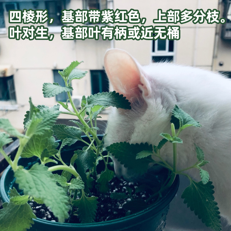 猫薄荷草种樟脑草猫薄荷草盆栽荆芥种籽种子猫草种植套餐种子1斤-图2