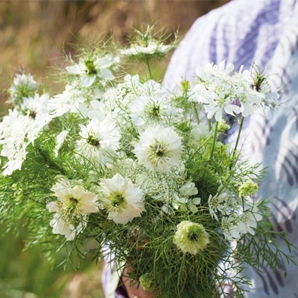 黑种草蓝色白色鲜切花小众花材办公室家庭瓶插花艺婚庆节日比赛用,淘宝优惠券,粉丝福利购,淘宝优惠卷