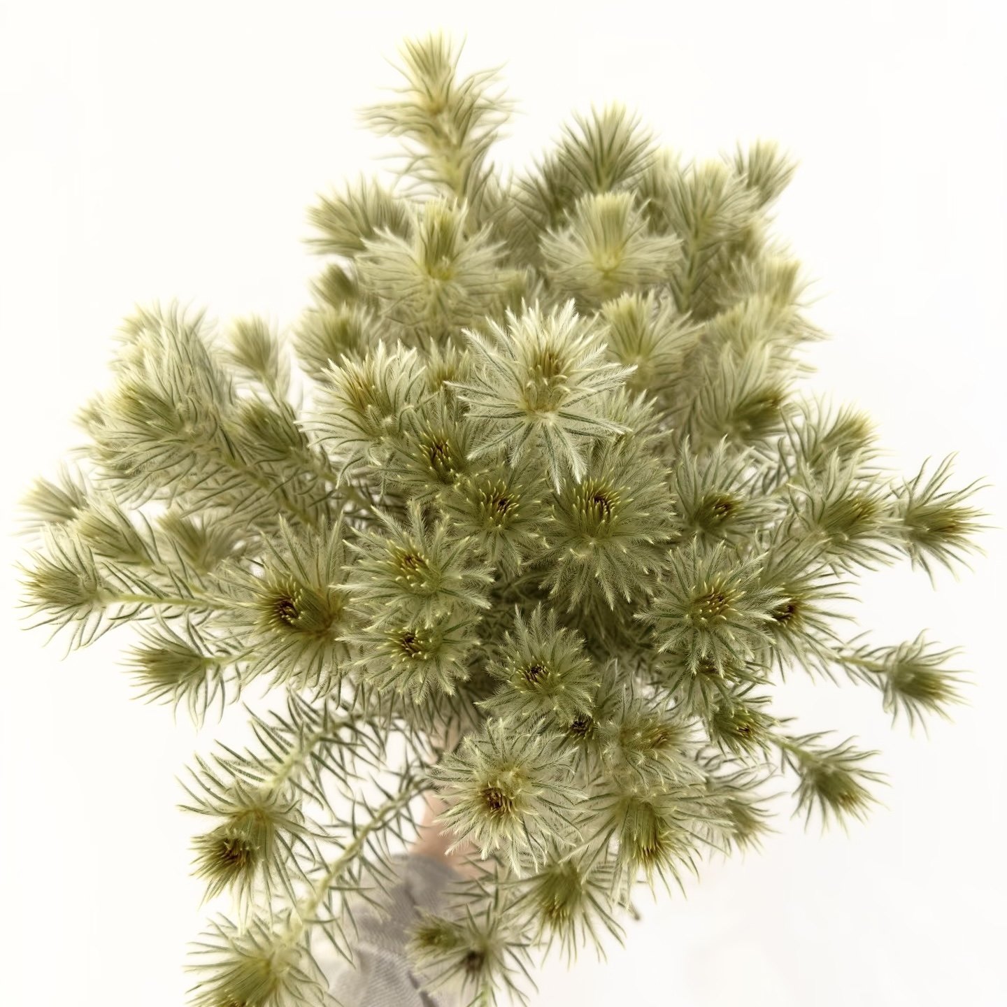 金鹅绒鲜切花小众稀有精品花材家庭瓶插花艺婚庆节日比赛装饰花束,淘宝优惠券,粉丝福利购,淘宝优惠卷