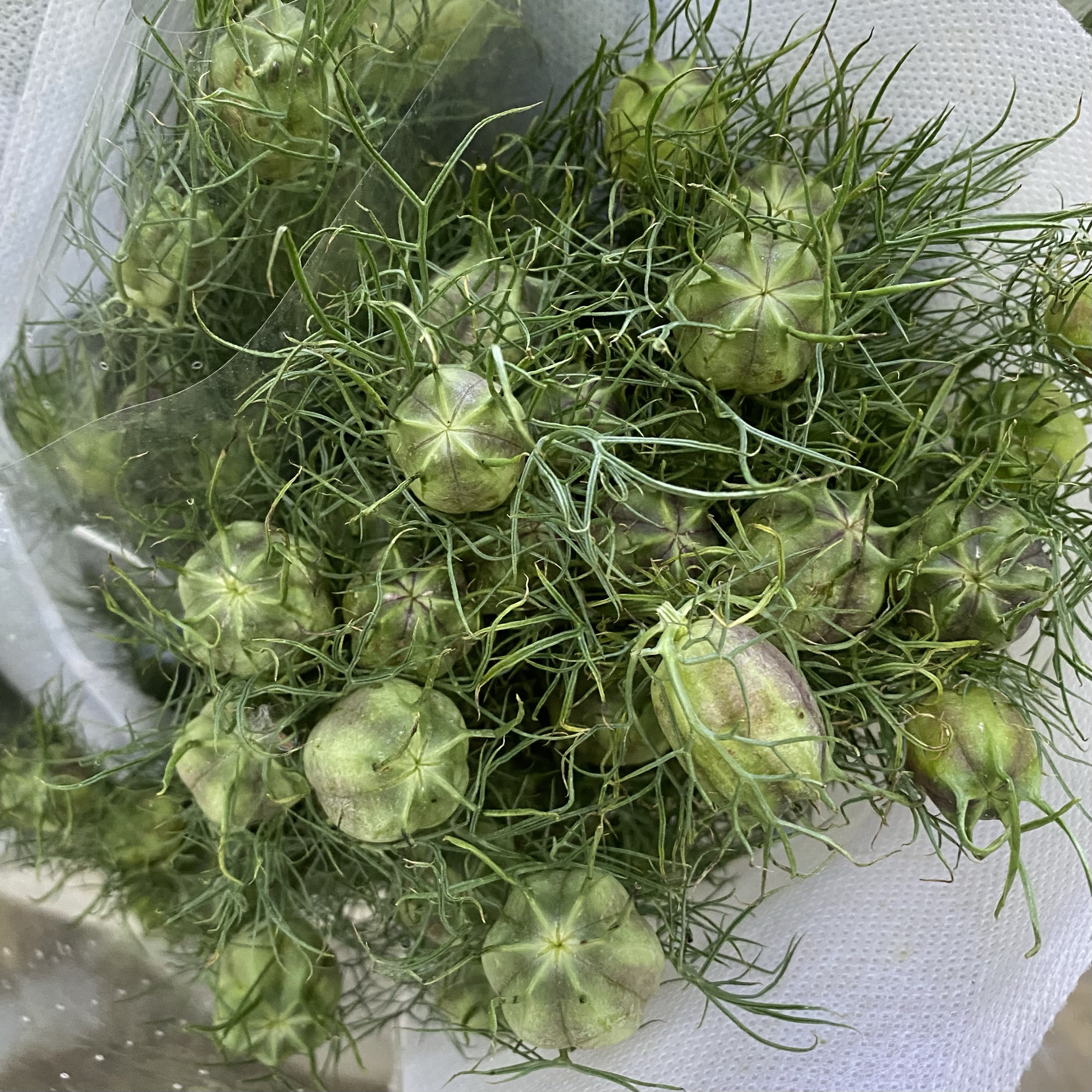 黑种草蓝色白色鲜切花小众花材办公室家庭瓶插花艺婚庆节日比赛用,淘宝优惠券,粉丝福利购,淘宝优惠卷