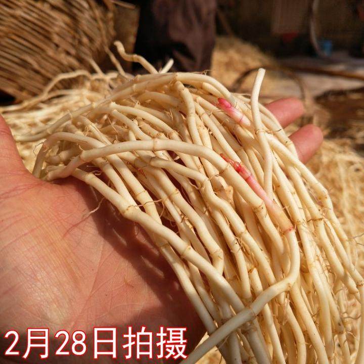 鱼腥草新鲜折耳根凉拌现挖嫩根野生节儿根2斤装侧耳根新鲜鱼星草,淘宝优惠券,粉丝福利购,淘宝优惠卷