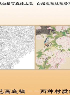 工笔画底稿直接上色熟宣花鸟白描