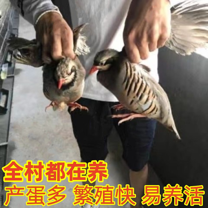 活体鹧鸪鸟活鸡嘎嘎鸡呱呱鸡人工养殖活物下蛋孵化包活包邮一斤大 - 图2