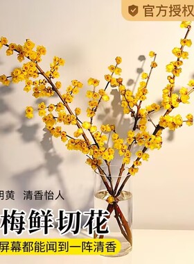 腊梅鲜切花干枝腊梅水培鲜花带花苞年宵花卉水培植物花束客厅摆设