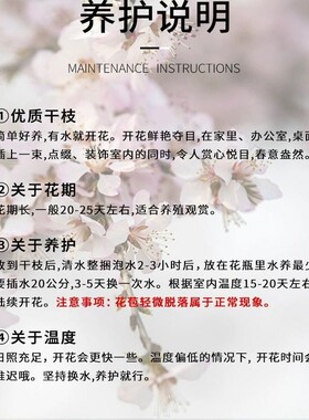 水培海棠花鲜切枝室内盆栽树苗客厅水养绿植物四季开鲜花卉白玉兰
