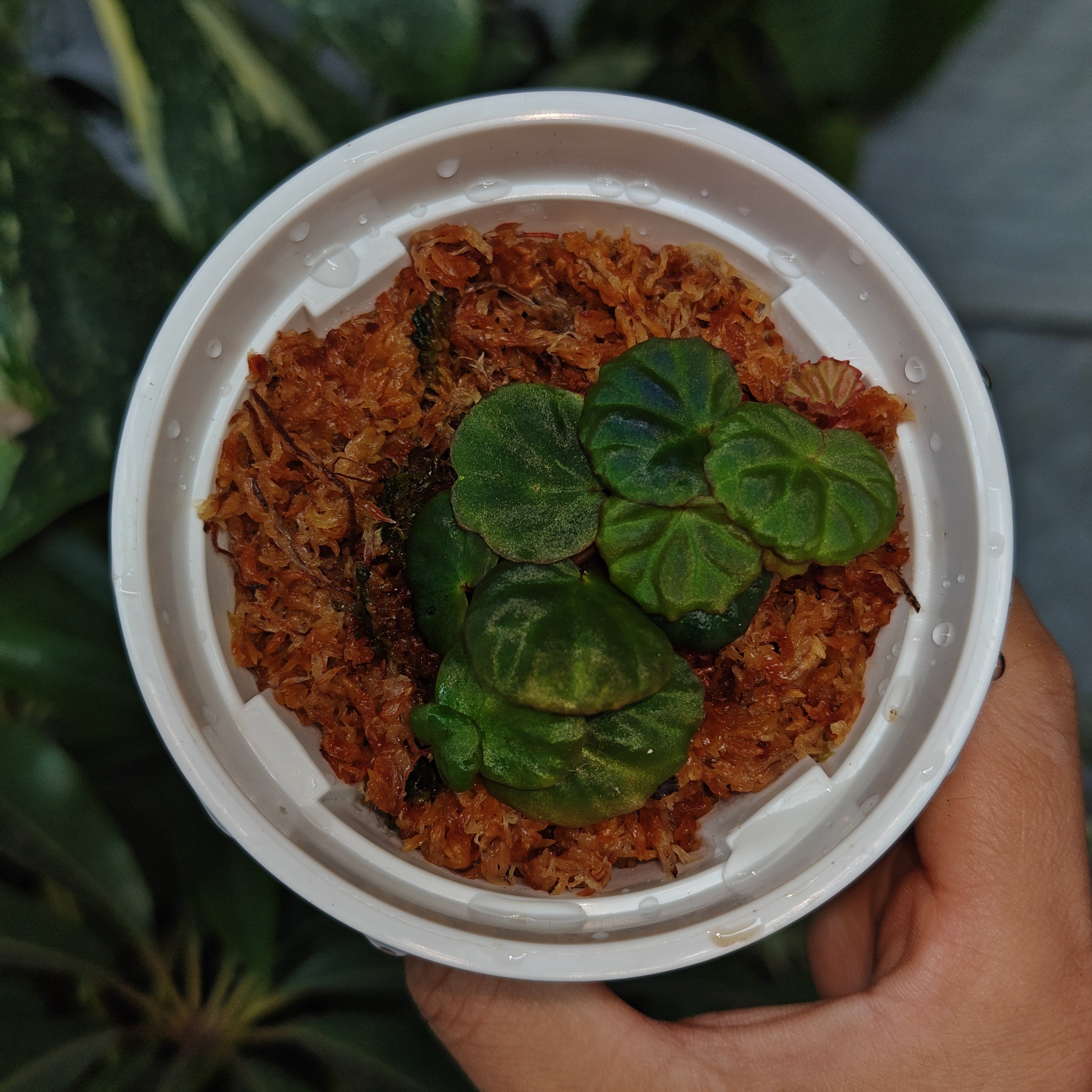 大叶地衣状/蓝爬秋海棠(闷养) 回声森林 稀有新品网红室内植物,淘宝优惠券,粉丝福利购,淘宝优惠卷