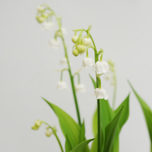 铃兰 Convallaria majalis 回声森林 荷兰进口原盆老桩铃兰 - 图3