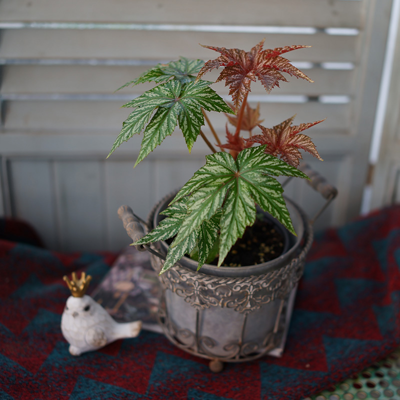 狮鹰秋海棠Begonia gryphon回声森林网红观叶绿植室内桌面盆栽-图0