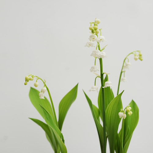 铃兰 Convallaria majalis 回声森林 荷兰进口原盆老桩铃兰 - 图2