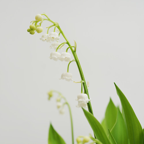 铃兰 Convallaria majalis 回声森林 荷兰进口原盆老桩铃兰 - 图0