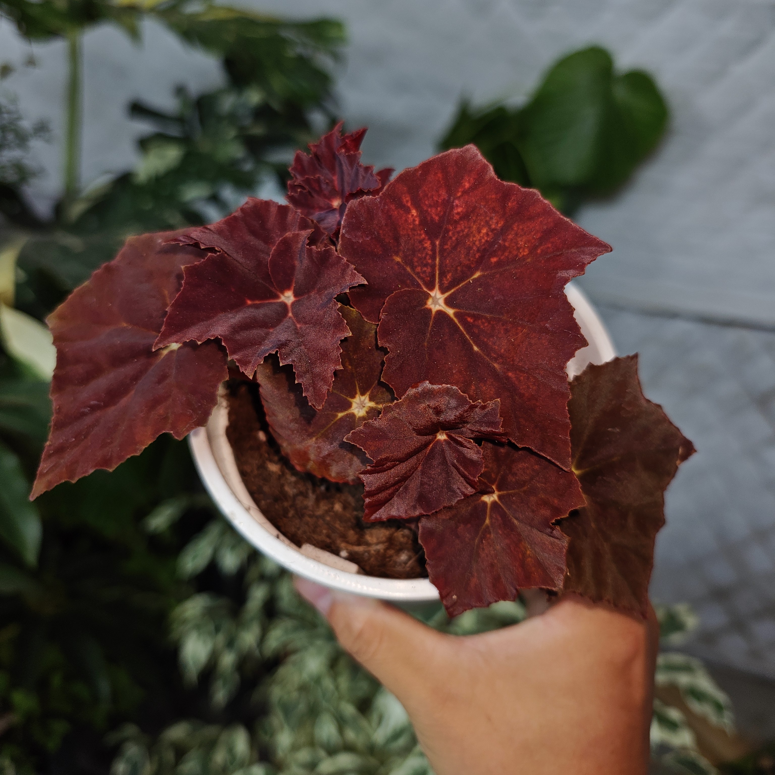 红丝绒秋海棠一物一拍 回声森林 ins风网红室内植物,淘宝优惠券,粉丝福利购,淘宝优惠卷