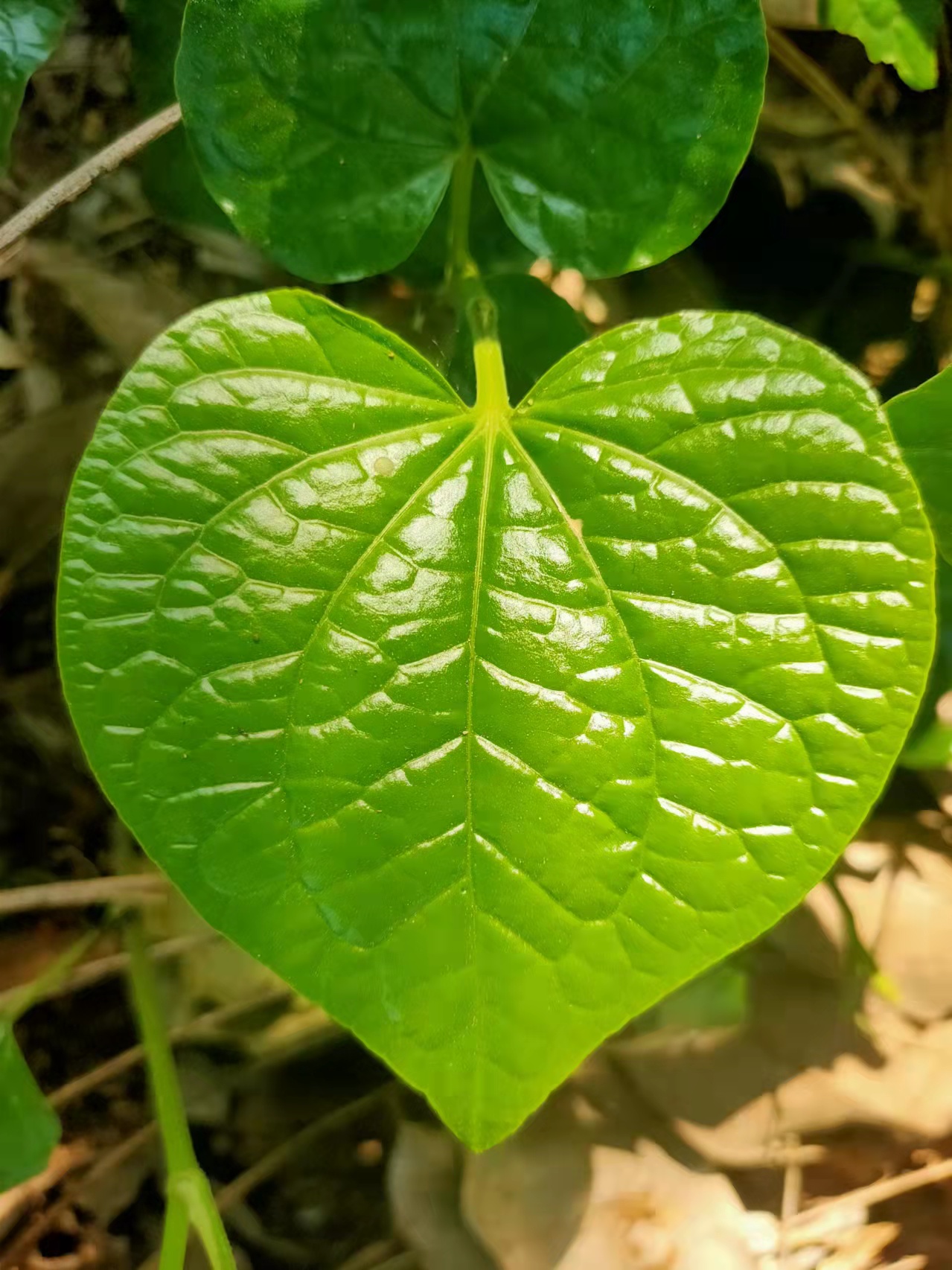 蔬菜新鲜野生假蒟纯蒌捞蛤篓叶假娄苗田螺饭包青香菜香料广西哈喽-图0