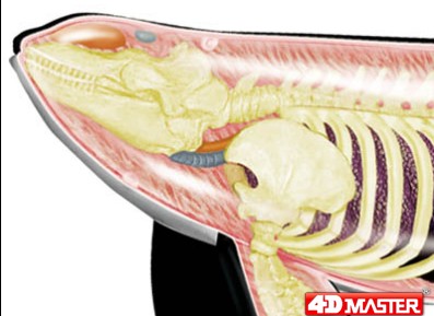4D MASTER 仿真动物模型海洋鲸鱼骨架解剖拼装模型益智玩具教学生 - 图2