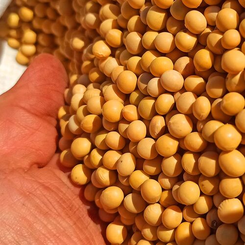 现磨熟黄豆面粉滋粑烘焙材料豆乳盒子驴打滚商用纯豆面粉 - 图2
