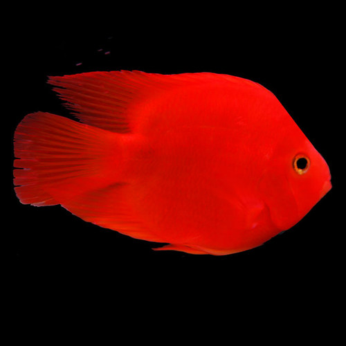 热带淡水大型观赏鱼活体地图鱼皇冠鱼鹦鹉鱼招财猫鱼银龙鱼套餐 - 图1