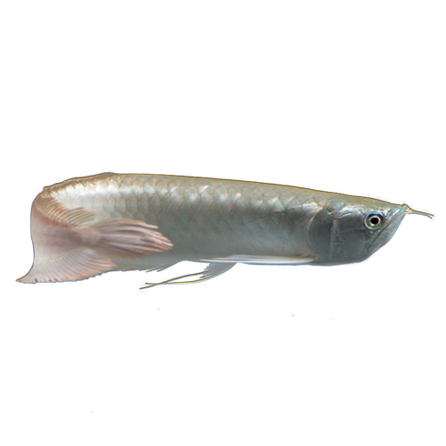 热带淡水大型观赏鱼活体地图鱼皇冠鱼鹦鹉鱼招财猫鱼银龙鱼套餐 - 图3